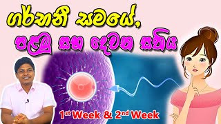 Pregnancy 1st and 2nd Week  Sinhala Medical Review  අම්මයි බබයි [upl. by Garrik]