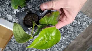 Black pepper corn plants [upl. by Warton]