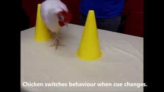 Smart Chicken Teaching Chickens with operant conditioning [upl. by Fidelas309]