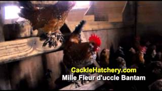 Mille Fleur dUccle Bantam Chicken Breed Breeder Flock  Cackle Hatchery [upl. by Rafe]