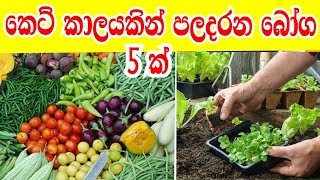 elawalu wagawa  කෙටි කාලයකින් පලදරන බෝග  how to grow  gewathu wagawa  ගෙවතු වගව  sinhala [upl. by Anaed235]