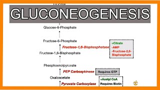 Gluconeogenesis [upl. by Gilder]