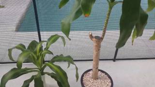 The secret to successfully propagating Dracaena Massangeana [upl. by Aleece]