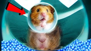 LABERINTO DE ESPEJOS para HAMSTER – PISTA DE OBSTACULOS [upl. by Jones404]