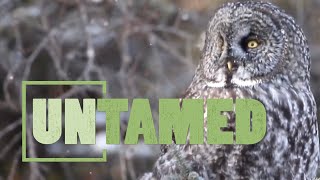 Owls Natures Amazing Nocturnal Predators [upl. by Gnivri]