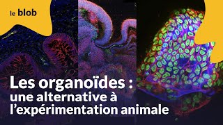 Les organoïdes une alternative à lexpérimentation animale  Reportage [upl. by Eggett79]