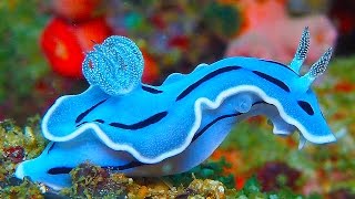 19 INCREDIBLY Colorful Sea Creatures [upl. by Anabelle818]