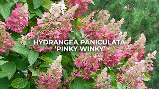 Hydrangea Paniculata Pinky Winky [upl. by Weisman]