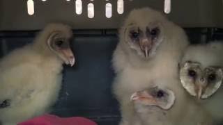 The Ghostly Noises of Baby Barn Owls [upl. by Gamin]