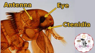 Microscopic Flea Anatomy [upl. by Borek867]