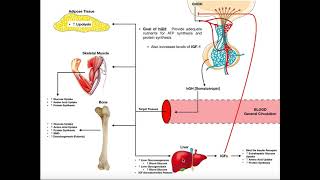 Lipidsoluble hormones steroid hormones [upl. by Leupold639]