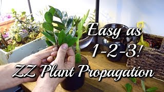 3 EASY Ways To Propagate Your ZZ Plant [upl. by Snowman12]