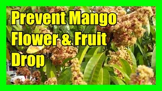 Prevent Mango Flowers From Falling Mango Flower Drop Treatment and Management [upl. by Fidela683]