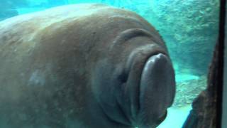 Manatee Face Smoosh [upl. by Acined816]