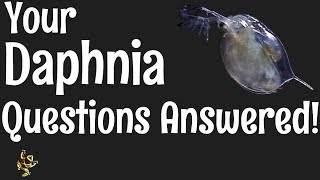 Daphnia Questions Answered [upl. by Prudie]