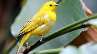 El canario un simpático pájaro de las Islas Canarias  Hogarmanía [upl. by Oak]