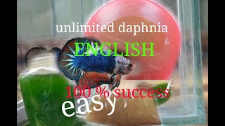 daphnia moina culture Easy way Unlimited production English  with sub Green water Chlorella [upl. by Riddle]