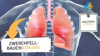 ZWERCHFELLATMUNG Anleitung Tutorial zum mitmachen  deutsch [upl. by Aerdnahc346]