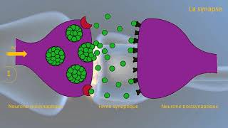 Le fonctionnement de la synapse [upl. by Lemuela]