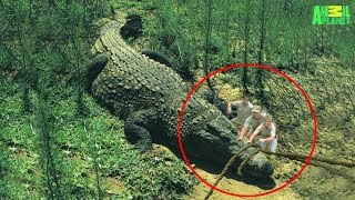 7 Largest Crocodiles Ever Recorded [upl. by Garret428]