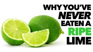 Why Ripe Limes Are NOT Green [upl. by Eislrahc]