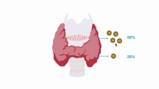 Understanding thryroid hormone production [upl. by Michelina892]