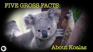 5 Gross Facts About Koalas [upl. by Cally]