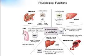 P38 signaling pathway Creative Diagnostics [upl. by Orazal698]