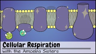 Mitochondria and Chloroplasts [upl. by Jarlen]