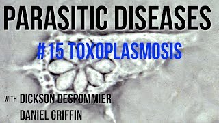 Parasitic Diseases Lectures 15 Toxoplasmosis [upl. by French]