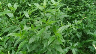 Healthbenefits kirat kaddiswertia chirata  chiretta plant ಜಲಾತ ಕಡ್ಡಿ ಕೀರಾತ್ ಕಡ್ಡಿ ನೆಲಬೇವು [upl. by Ahseele]