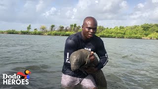 Guy Keeps Saving Baby Manatees  The Dodo Heroes [upl. by Phox637]