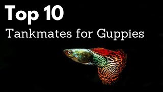 Top 10 Tankmates for Guppies Poecilia reticulata Million Fish [upl. by Durarte490]