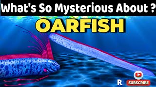 Whats So Mysterious About OARFISH  Doomsday fish [upl. by Annaeerb]