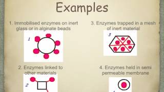 A level S5 Immobilisation of enzymes Ms Cooper [upl. by Asamot773]