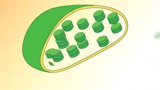 Learn Biology Cells—Mitochondria [upl. by Rimisac580]