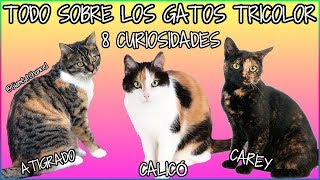 Todo Sobre Los Gatos Tricolor  8 Curiosidades  SiamCatChannel [upl. by Edge369]