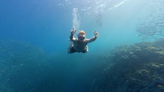 Swimming With Sardines  Moalboal Philippines [upl. by Frame]