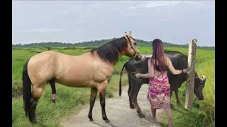 My sister training care her lovely horse in beginner 2021 [upl. by Niessuh]