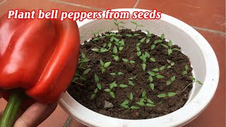 How to grow bell peppers at home [upl. by Nylasor618]