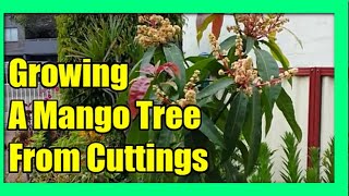 How To Grow Mango Tree From Cuttings Mango Propagation [upl. by Hetty]