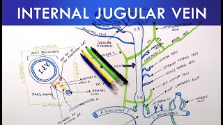 Internal Jugular Vein  Anatomy Tutorial [upl. by Purvis]