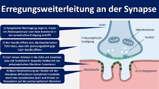 Erregungsweiterleitung an der Synapse  Chemische Synapse Neurobiologie Oberstufe [upl. by Ebneter]