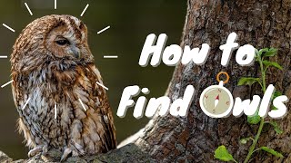 How to find owls [upl. by Biancha]