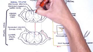 Sensory Tracts  Dorsal Column Medial lemniscus Pathway [upl. by Ennayehc]