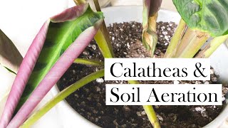 Calatheas amp Soil Aeration [upl. by Siva]