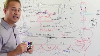 Physiology of Nitric Oxide  Cardiovascular System [upl. by Yalonda]