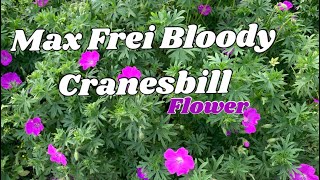 Max Frei Bloody  Cranesbill Flower [upl. by Dolores]