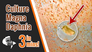 How to culture DAPHNIA MAGNA  The easy way [upl. by Jaynes]