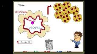 Entamoeba histolytica [upl. by Alehs]